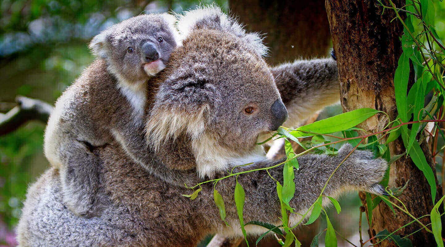 A koala with her baby on her back