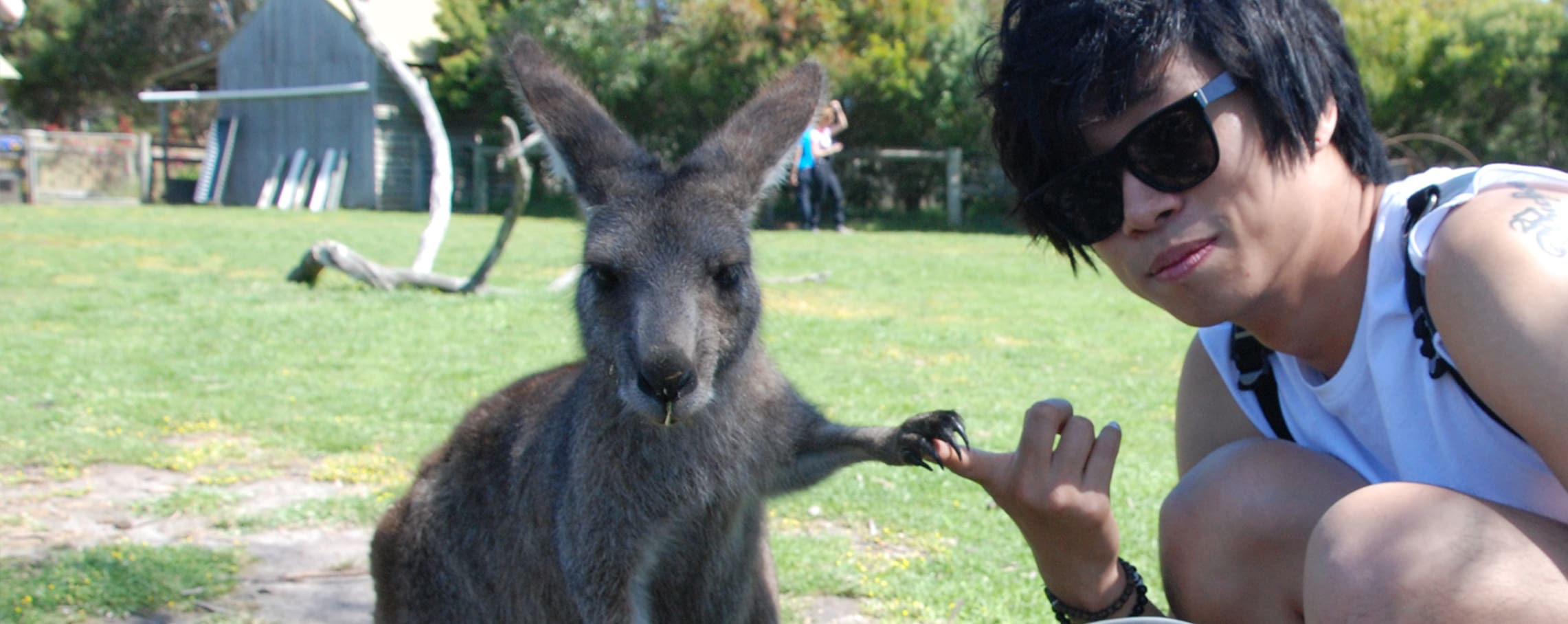 Student with a kangaroo on Phillip Island